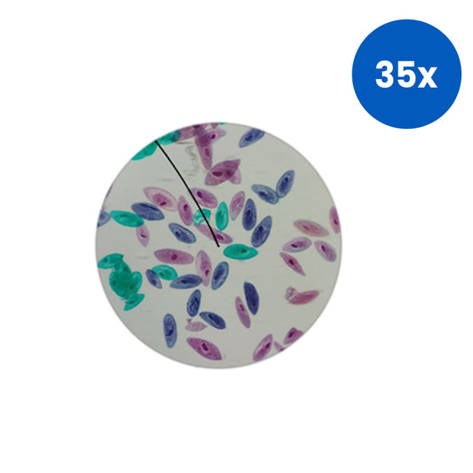 Livingstone Premium Top Level Prepared Slide Paramecium - White x35
