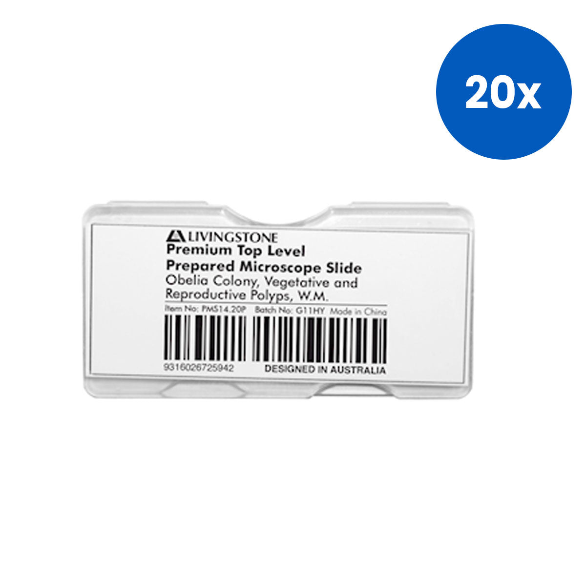 Livingstone Premium Top Level Slide Obelia Colony Vegetative and Reproductive Polyps - White x20