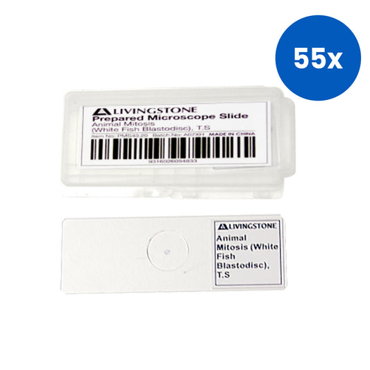 Livingstone Basic Level Prepared Slide Animal Mitosis White Fish Blastodisc White Fish Blastodisc Transverse Section - White x55