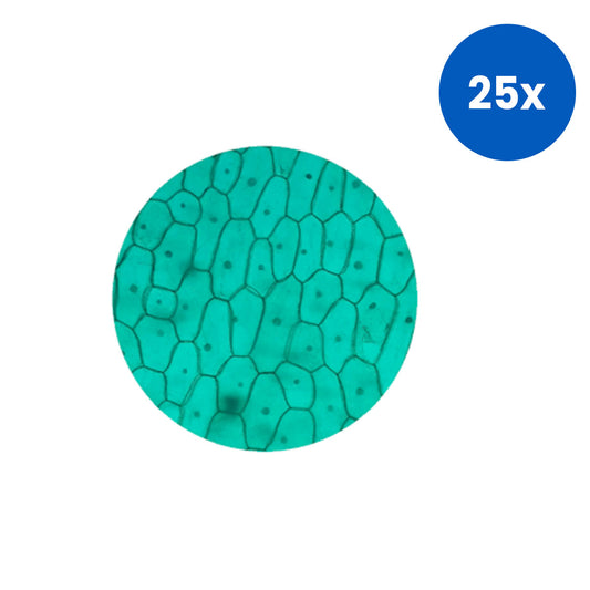Livingstone Premium Top Level Prepared Slide Epidermis with Stomata - Green x25