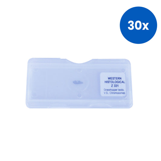 Livingstone Premium Top Level Prepared Slide Grasshopper Testis Transverse Section Hematoxylin Stain - White x30