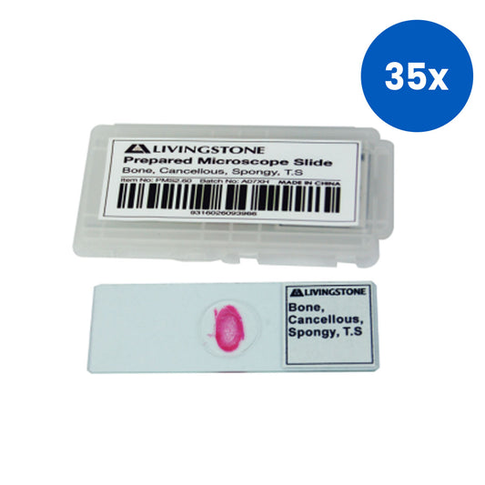 Livingstone Basic Level Prepared Slide Bone Cancellous Spongy Transverse Section - White x35