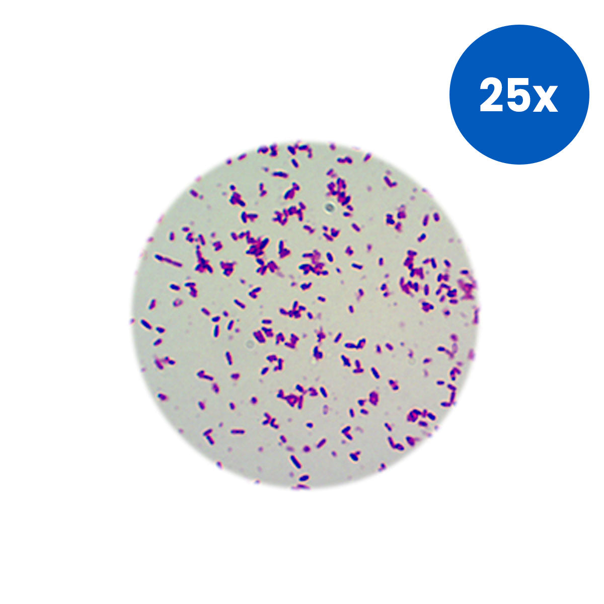 Livingstone Premium Top Level Prepared Slide Escherichia Coli Stain Simple x25