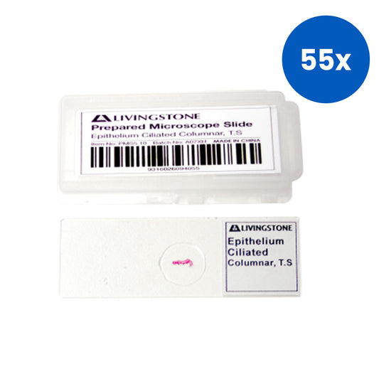 Livingstone Basic Level Prepared Slide Epithelium Ciliated Columnar Transverse Section - White x55