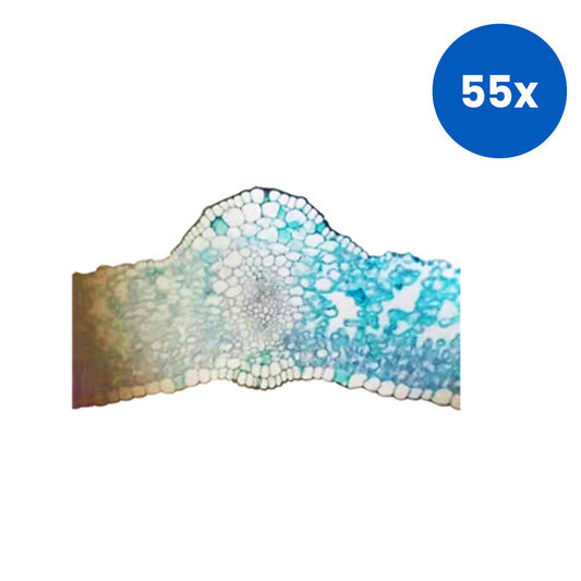 Livingstone Basic Level Prepared Slide Lilium Leaf Epidermis Whole Mount x55