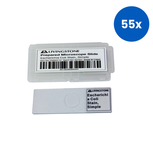Livingstone Basic Level Prepared Slide Escherichia Coli Stain - White x55